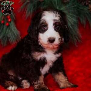 Whooper, Mini Bernedoodle Puppy